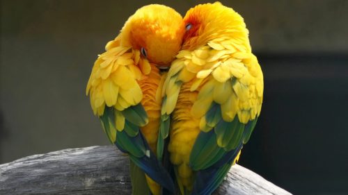 13 Top Cuddly Animal Photos That Will Have You Letting Out A Big Aww - QuotesHumor.com