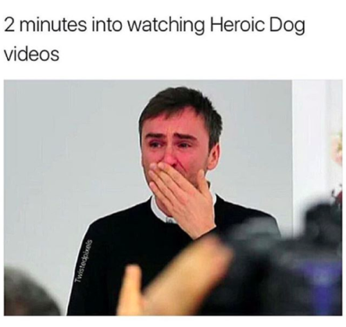 28 Hilarious Dog Memes For 2018 - QuotesHumor.com