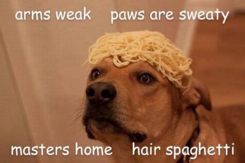 28 Hilarious Dog Memes For 2018 - QuotesHumor.com