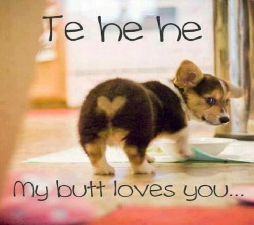 28 Hilarious Dog Memes For 2018 - QuotesHumor.com