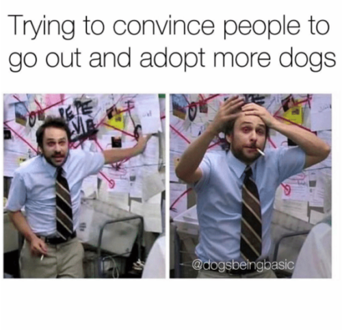 28 Hilarious Dog Memes For 2018 - QuotesHumor.com