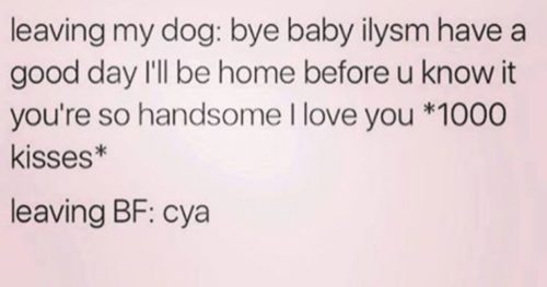 28 Hilarious Dog Memes For 2018 - QuotesHumor.com