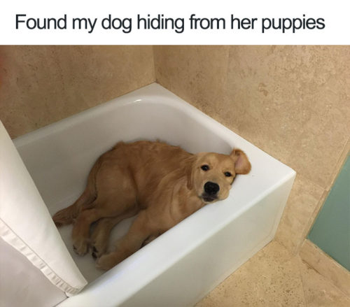 28 Hilarious Dog Memes For 2018 - QuotesHumor.com