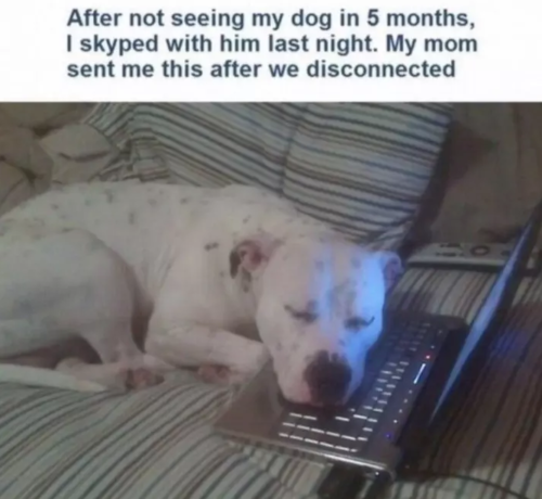 28 Hilarious Dog Memes For 2018 - QuotesHumor.com