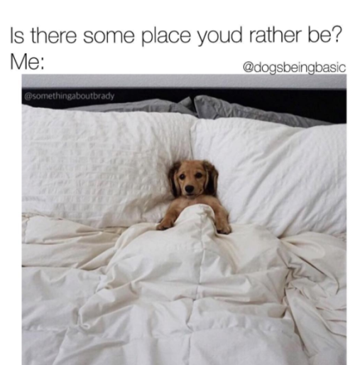 28 Hilarious Dog Memes For 2018 - QuotesHumor.com