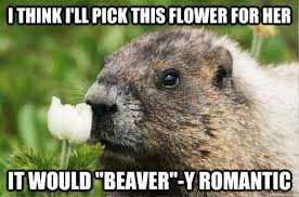 16 Super Sweet Memes On Animals Celebrating Valentine's Day - QuotesHumor.com