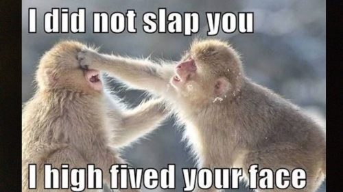 22 Animals Memes That Are Cuteness Overload - QuotesHumor.com