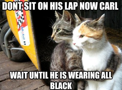 15 Top Feb 2019 Hilarious Cat Memes QuotesHumor com