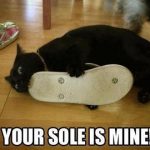 10 Top Feb 2018 Hilarious Cat Memes - QuotesHumor.com