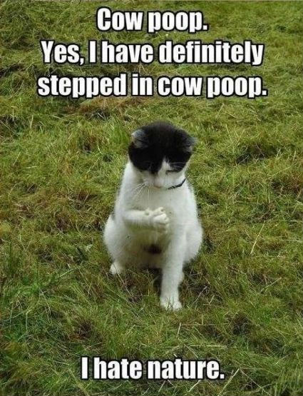 10 Top Feb 2018 Hilarious Cat Memes - QuotesHumor.com