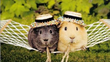 11 Pinterest Worthy Chic Animals Outfits - QuotesHumor.com