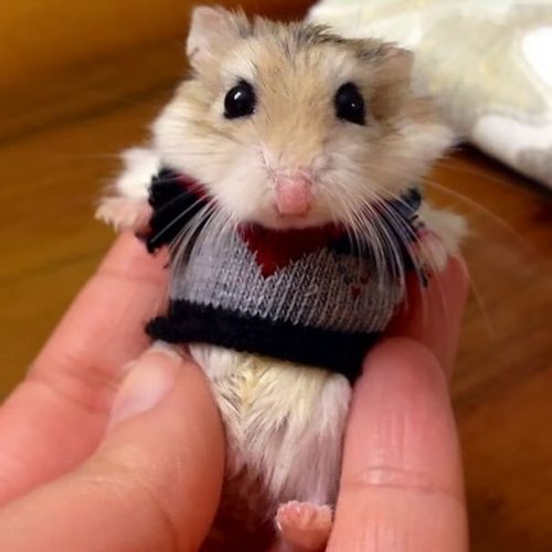 11 Pinterest Worthy Chic Animals Outfits - QuotesHumor.com