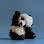 22 Cutest Baby Animal Photos - QuotesHumor.com