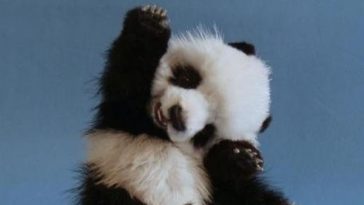 22 Cutest Baby Animal Photos - QuotesHumor.com