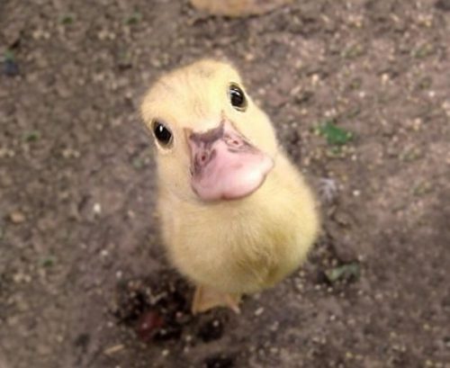 22 Cutest Baby Animal Photos - QuotesHumor.com