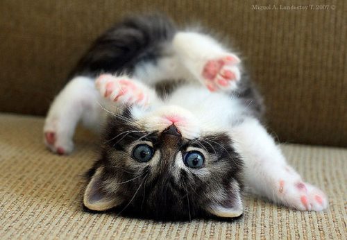 22 Cutest Baby Animal Photos - QuotesHumor.com