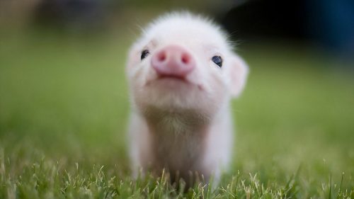 22 Cutest Baby Animal Photos - QuotesHumor.com
