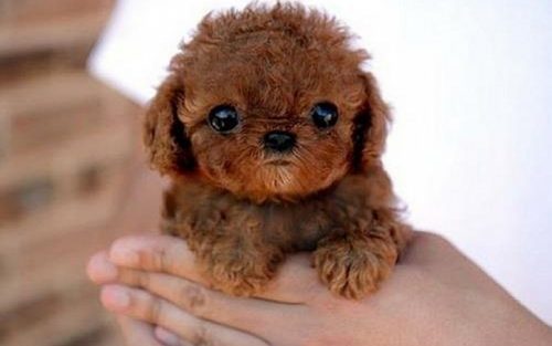 22 Cutest Baby Animal Photos - QuotesHumor.com